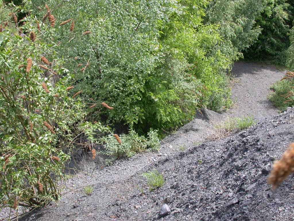 Arriva con il caldo...   QUIZ